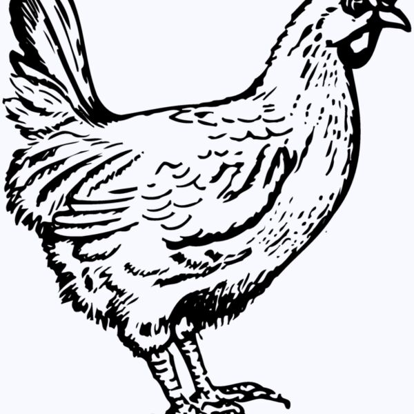 CHICK004 Thumbnail