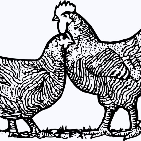 CHICK005 Thumbnail