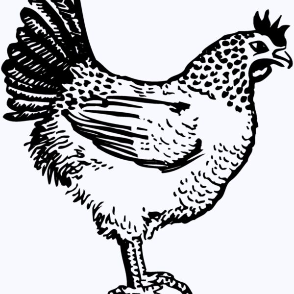 CHICK009 Thumbnail