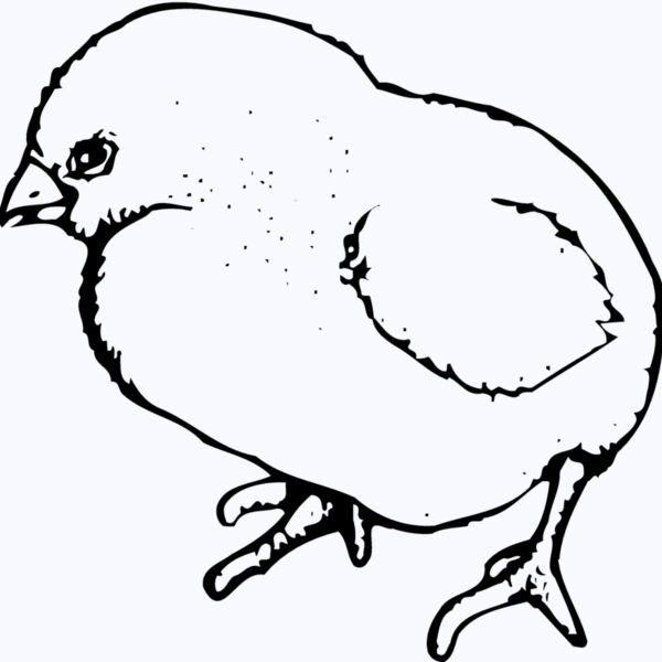 CHICK020 Thumbnail