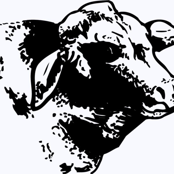 COW004 Thumbnail