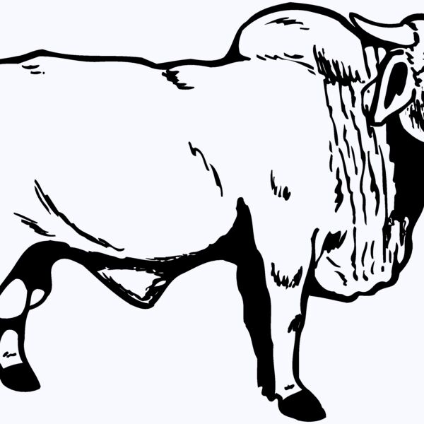 COW015 Thumbnail