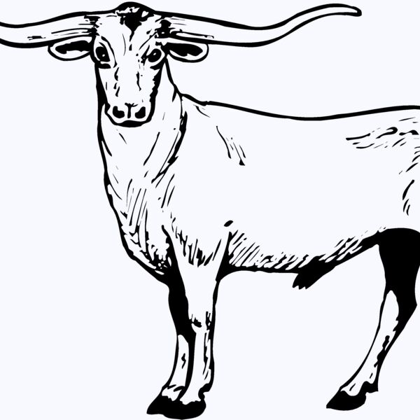 COW016 Thumbnail