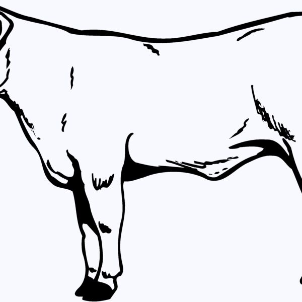 COW017 Thumbnail