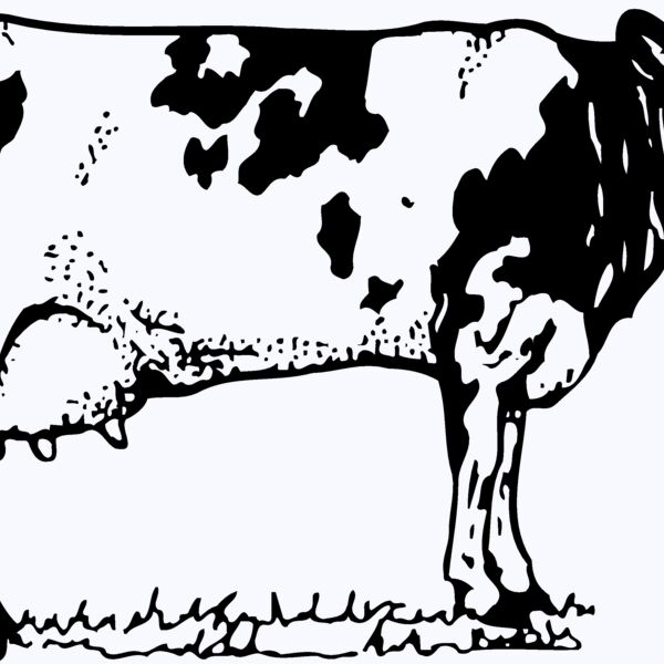 COW026 Thumbnail