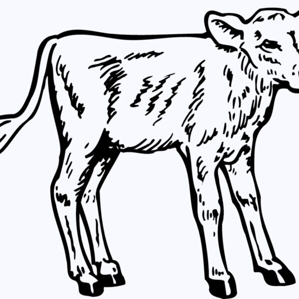 COW028 Thumbnail