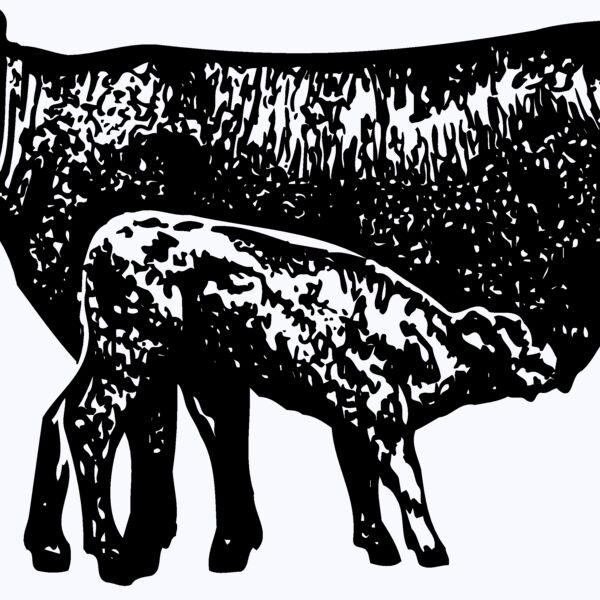 COW029 Thumbnail
