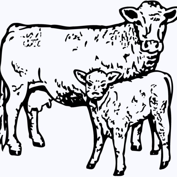 COW030 Thumbnail