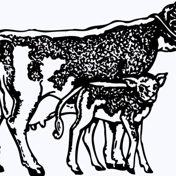 COW032 Thumbnail