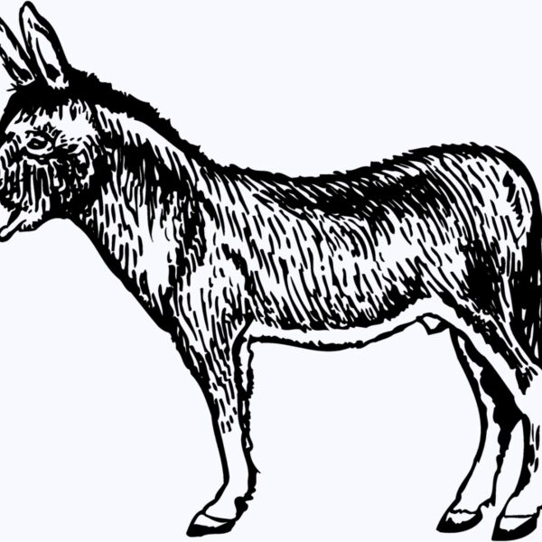 BURRO004 Thumbnail