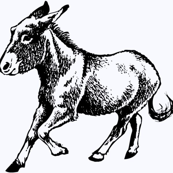 BURRO011 Thumbnail