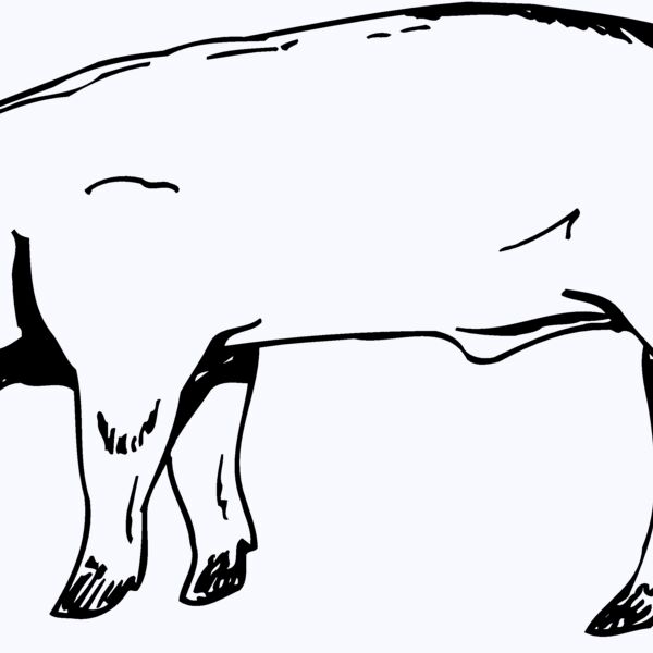 HOG0006 Thumbnail