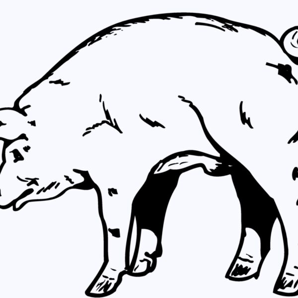 PIG0002 Thumbnail