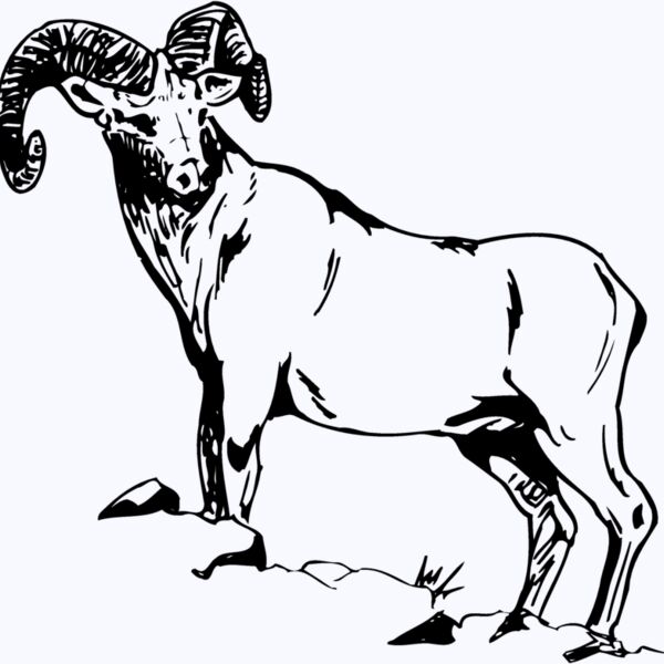 RAM013 Thumbnail