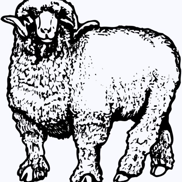 SHEEP001 Thumbnail