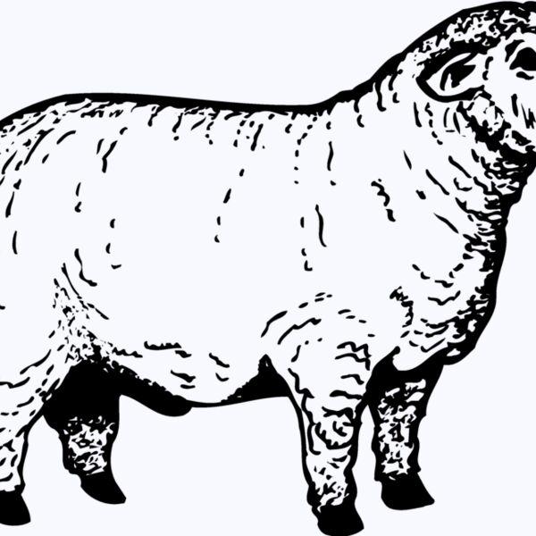 SHEEP012 Thumbnail