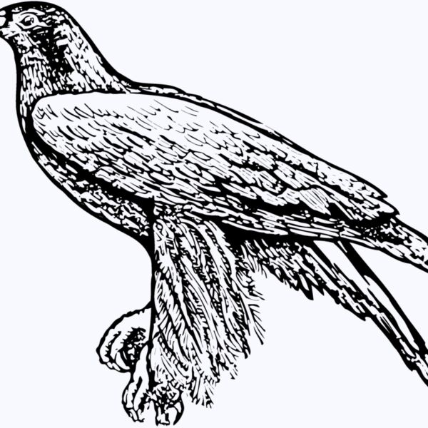 BIRD003 Thumbnail