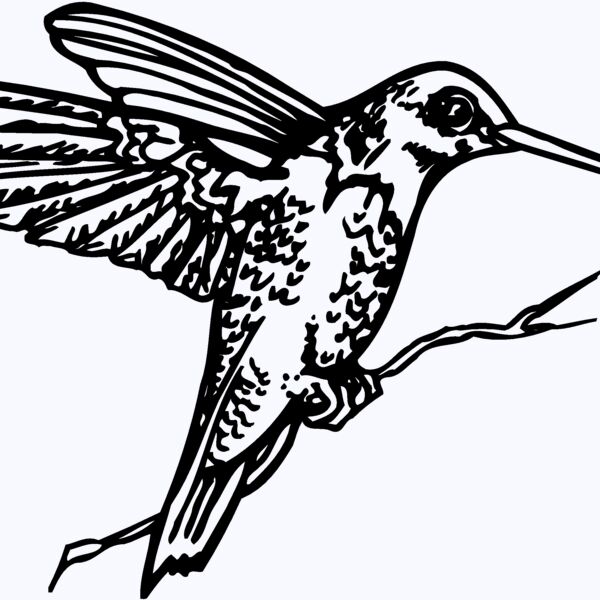 BIRD033 Thumbnail