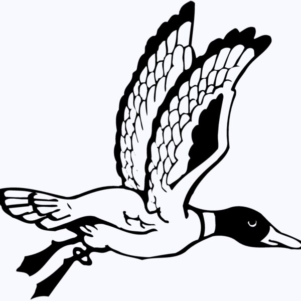 BIRD069 Thumbnail