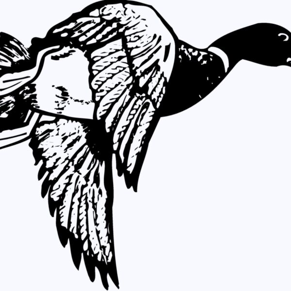 BIRD083 Thumbnail