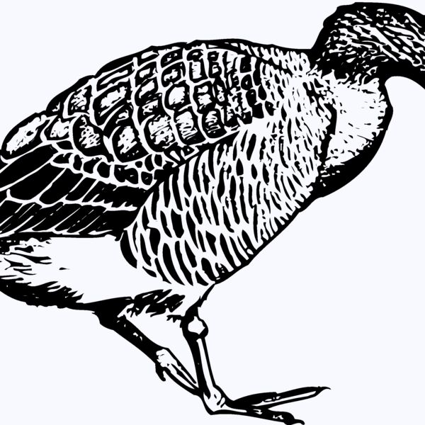 BIRD091 Thumbnail