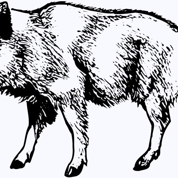 BOAR0001 Thumbnail