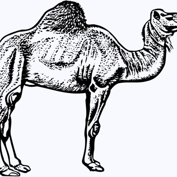 CAMEL005 Thumbnail
