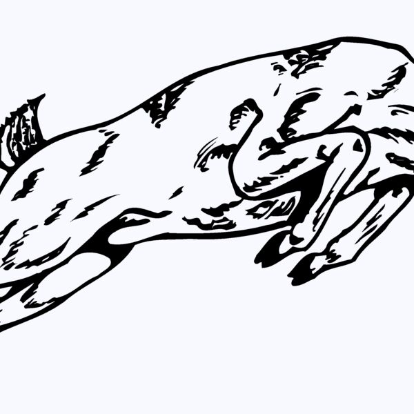 DEER020 Thumbnail