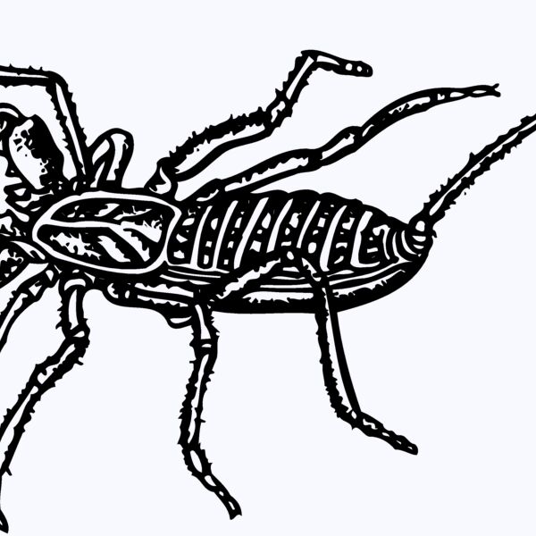 SCORP02 Thumbnail