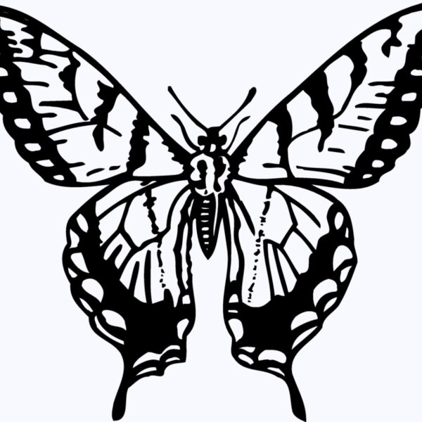 BTRFLY06 Thumbnail