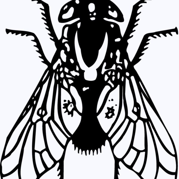FLY02 Thumbnail