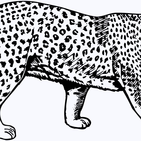 LEOPARD1 Thumbnail