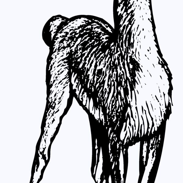 LLAMA001 Thumbnail