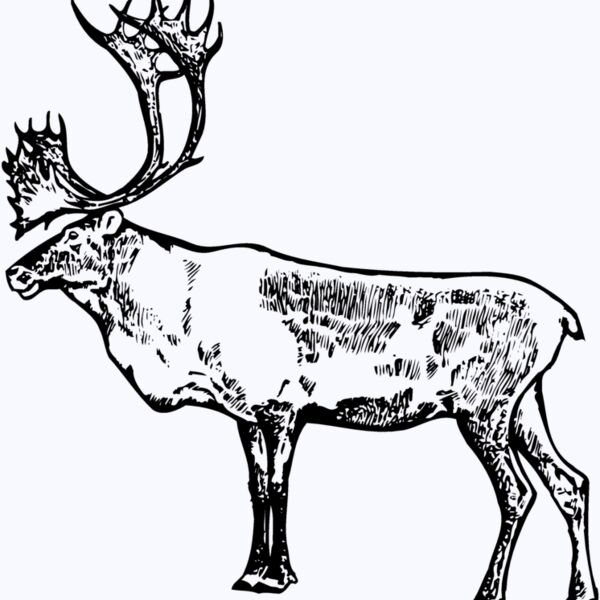 MOOSE003 Thumbnail