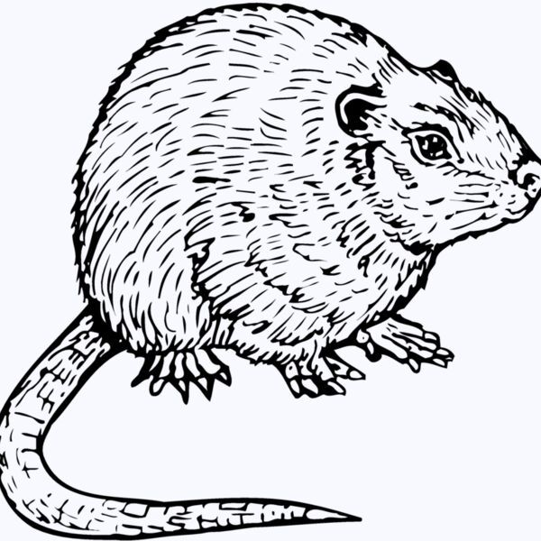 MOUSE002 Thumbnail