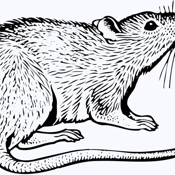 MOUSE003 Thumbnail