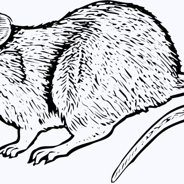 MOUSE004 Thumbnail