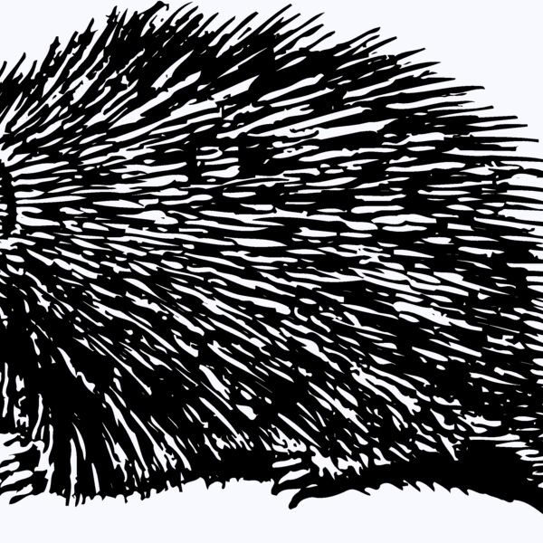 PORC001 Thumbnail