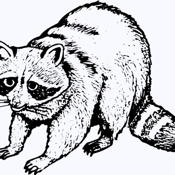 COON002 Thumbnail