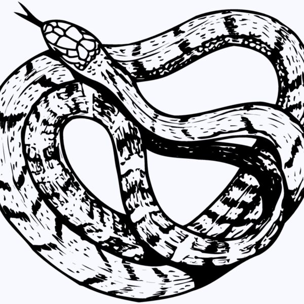 SNAKE003 Thumbnail