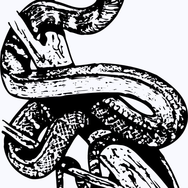 SNAKE008 Thumbnail