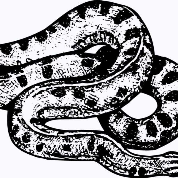SNAKE010 Thumbnail