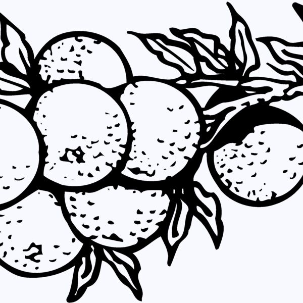 FRUIT035 Thumbnail