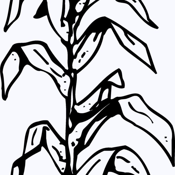 GRAIN006 Thumbnail
