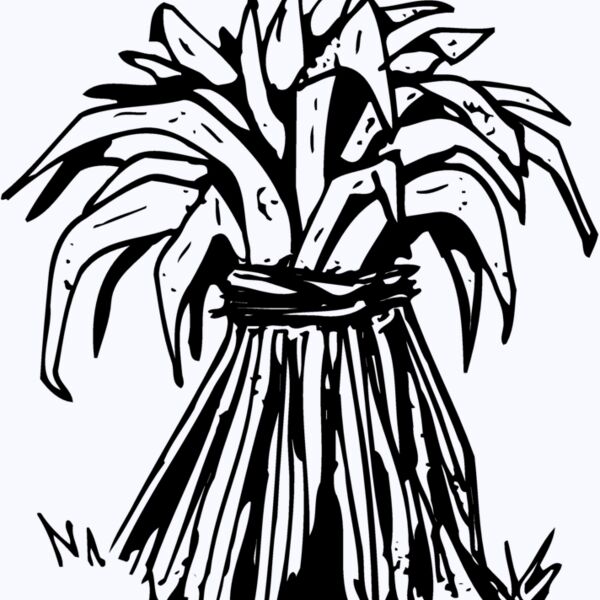 GRAIN007 Thumbnail