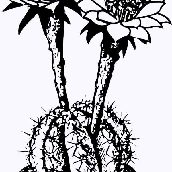 CACTUS03 Thumbnail