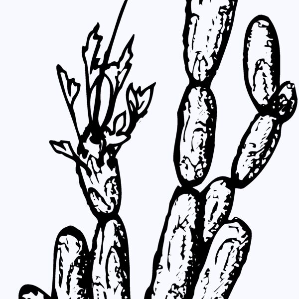 CACTUS08 Thumbnail