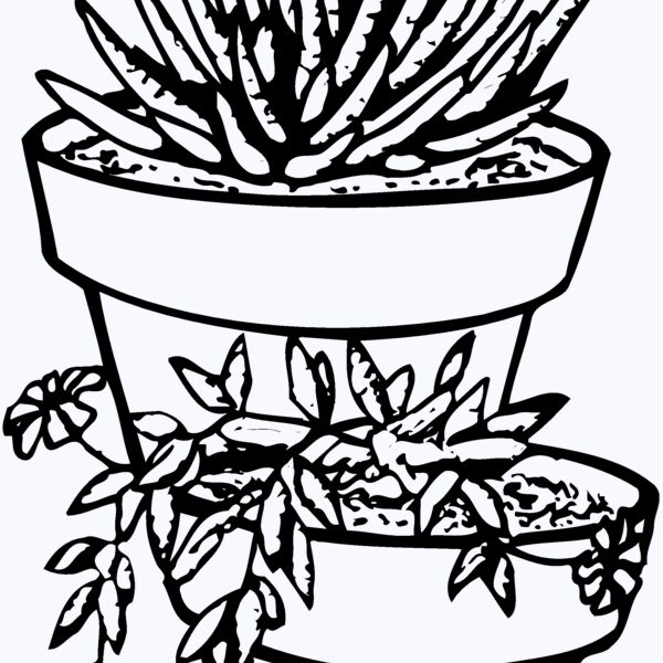 CACTUS14 Thumbnail