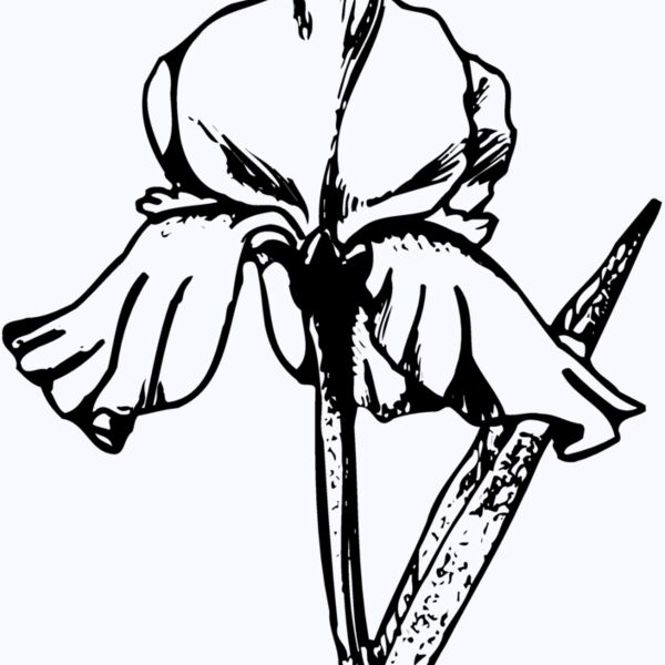 FLOWER11 Thumbnail
