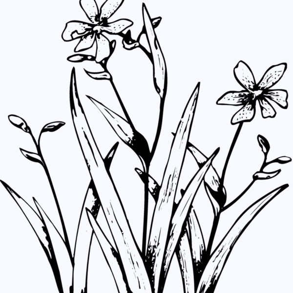FLOWER19 Thumbnail